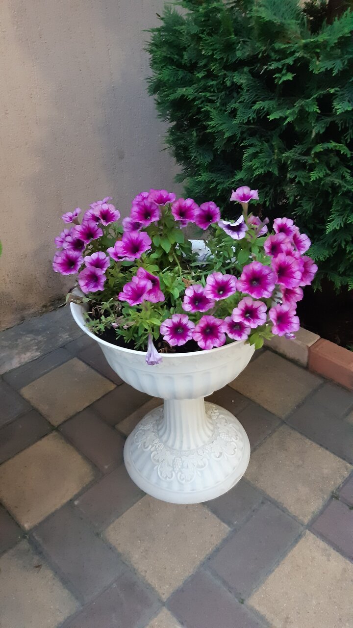 Гостиница Невский Дивноморское-106