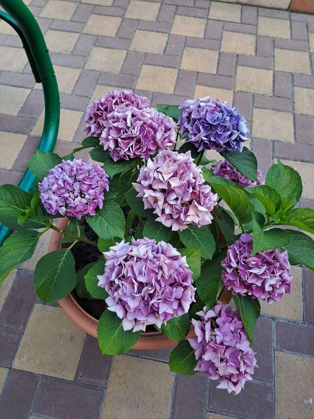 Гостиница Невский Дивноморское-86